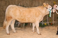 FORTUNA MS (Bormio x Nectar GERC)