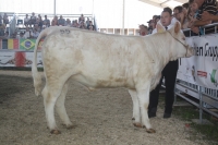 BFRS_2013 109