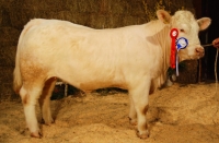 FELICITA (Saumur x IIarus)