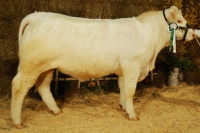 EMMA (Padirac x Hongrois)