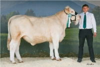 ARAMI (Bosco x Texas)