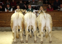Betriebssammlung Charolais Tröstl Hedwig