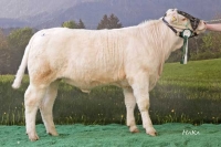 MIRABELLA (Althofen x Impair)