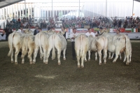 BFRS_2013 531