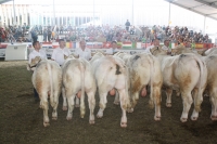 BFRS_2013 549