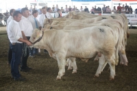 BFRS_2013 552