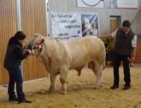BENNI (BamBam MS x Ikarus), Z: Leitner Christian Bad Schönau