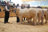 BRILLIANT (BamBam MS x Asteroide) Z: Tröstl Hedwig, Türnitz
