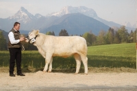 UNE BELLE (Erckmann x Asteroide), Z: Tröstl Hedwig, Türnitz