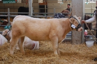 FIESTA (D'Angely RS x Bormio MS)