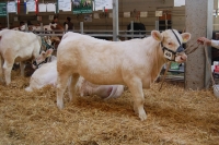 UDINE (Erckamann x Egon), Z: Tröstl Hedwig, Türnitz