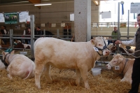 VANESSA (BamBam MS x Texan-Gie), Z: Tröstl Hedwig, Türnitz