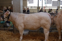 HANNA (GS Polero x Pinay), Z: Nachförg Regina, Türnitz