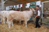 ILLA (Engelberg MS x Jocrisse), B: Nachförg Regina, türnitz