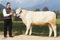 UNE BELLE (Erckmann x Asteroide), Z: Tröstl Hedwig, Türnitz