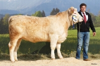 IRMGARD (Engelberg MS x Laureat), B: Stocker Maria, Kirchschlag