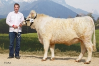 HOLIDAY (Charolais x Panama), Z: Vollnhofer Ernst, Kirchschlag