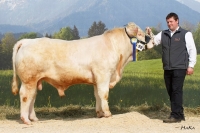 BENNI (BamBam MS x Ikarus), Z: Leitner Christian Bad Schönau