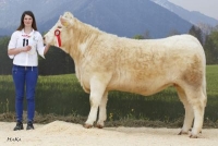 RAJA (Sesame x Padirac), Z: LFS Althofen