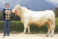 JELLO (Juri x Tibetain), Z: Eberhard Hermann, Liebenfels
