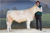 PRALINA (Artur x Homer)