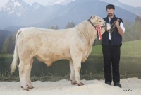 GOLM MS (Bormio x Ravissant)