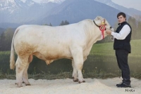 KONG (Althofen x Matador)