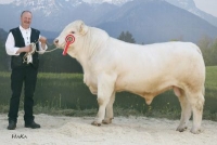 ISEDOR (Ingo x Hasting)