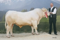 IBOB (Ingo x Lanzac)
