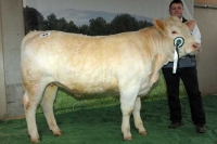 FELIZI (Ikarus x Maestro)