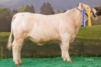 MARIET (Sesame x Joyau)