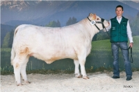 FLORENTINE (Suedois x Titan)