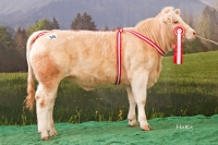 SABSI (Ikarus x Sancy)