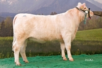 ILMA (Jocrisse x Laureat)