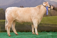 UNIQUE (Asteroide x Romulus)