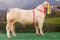 DICAUT (Aubin x Jocrisse)