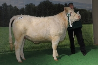 MONDI (Sabu x Fr. Improver)