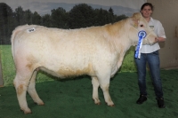 OLYMPIA (Ricco x Flare)