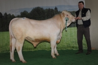 PERSEUS (Pinay x Saturn)