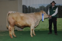 OLYMP (Artur x Flare)
