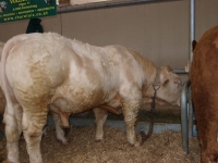 GALILEO (Geronimo x Igloo)