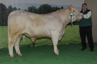 NEVIO (Nepomuk x Zeus)