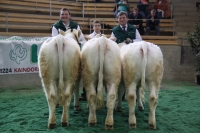 BETRIEBSLOS_TROESTL