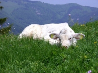 Charolais2
