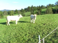 Charolais3