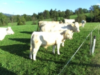 Charolais4