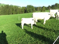 Charolais5