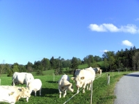 Charolais6
