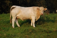 Charolais7