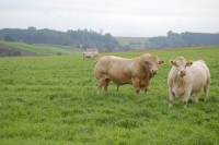 Charolais8